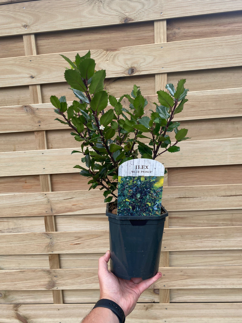 Ilex meserveae 'Blue Prince' Holly 2L -