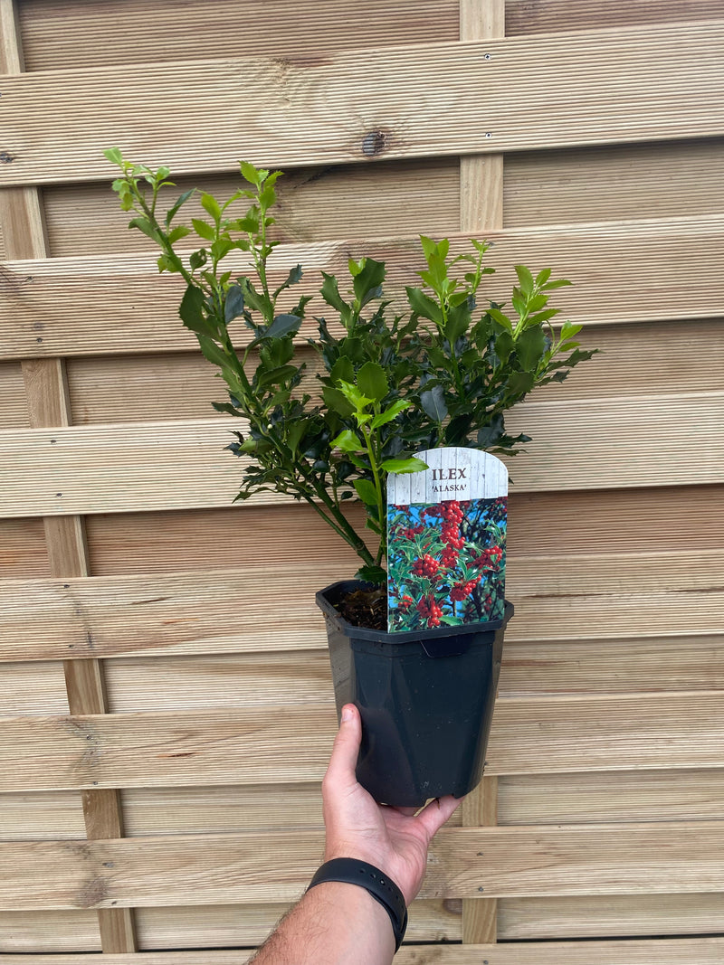 Ilex aquifolium 'Alaska' Holly 2L -