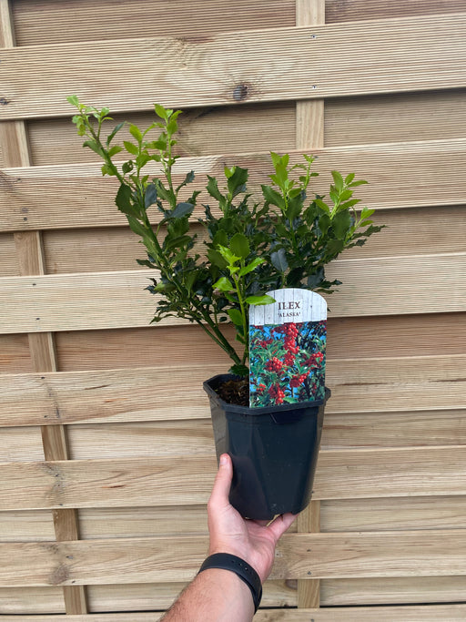 Ilex aquifolium 'Alaska' Holly 2L -