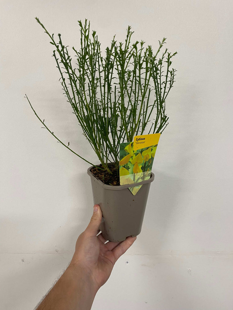 3 x Cytisus 2L -