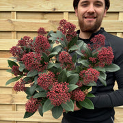 Skimmia japonica Rubella 9cm-10L -
