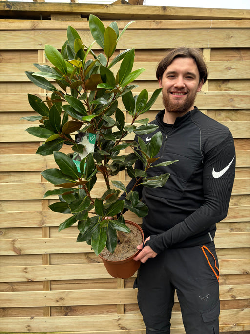 Evergreen Magnolia | Magnolia grandiflora 'Little Gem' | 50-60cm, 90-100cm -