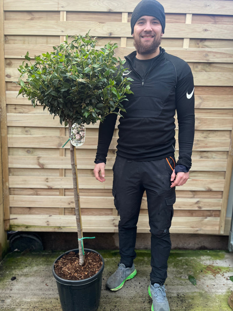 Half Standard Viburnum tinus 'Eve Price' -