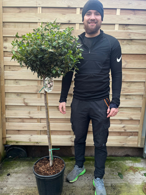 Half Standard Viburnum tinus 'Eve Price' -