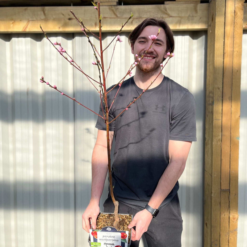 Patio Nectarine Tree - Prunus Persica nucipersica - Nectarine 1m