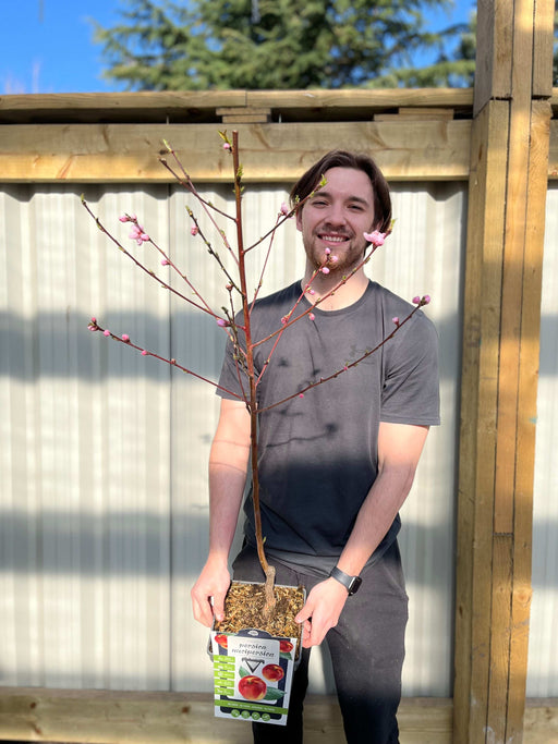 Patio Nectarine Tree - Prunus Persica nucipersica - Nectarine 1m