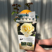 Rose 'Peace' | Hybrid Tea | 4L Potted Rose (PRE ORDER DECEMBER '25)