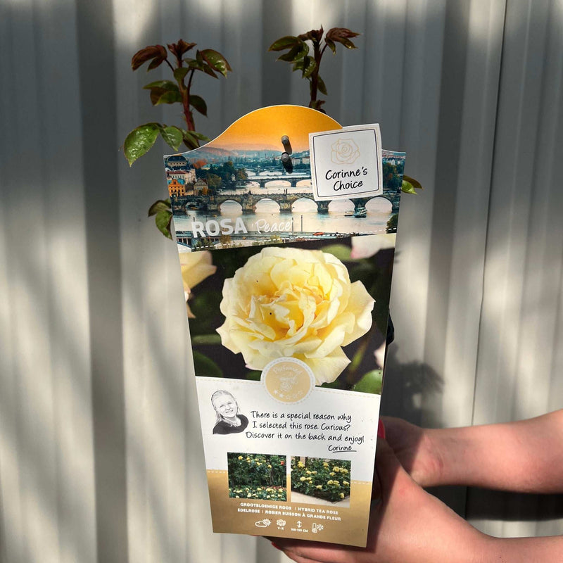 Rose 'Peace' | Hybrid Tea | 4L Potted Rose (PRE ORDER DECEMBER '25)