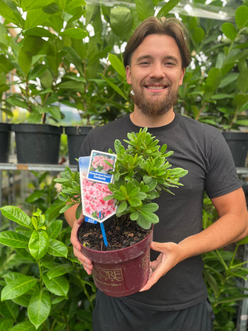 Azalea Encore 'Sunburst' 3L -