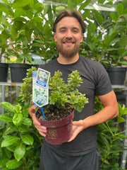 Azalea Encore 'Autumn Pure White' 3L -