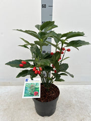 Aucuba japonica 'Rozannie' 9cm / 2L -