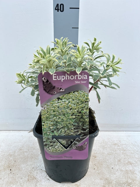 Euphorbia characias 'Silver Swan' 2L -