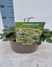 Tiarella 'Spring Symphony' 9cm / 2L -