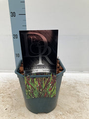 Panicum virgatum 'Sangria' 2L -