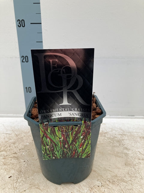 Panicum virgatum 'Sangria' 2L -