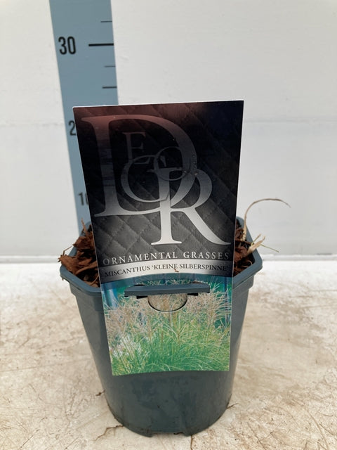 Miscanthus sinensis 'Kleine Silberspinne' 2L -