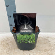 Hakonechloa macra Grass 9cm / 2L