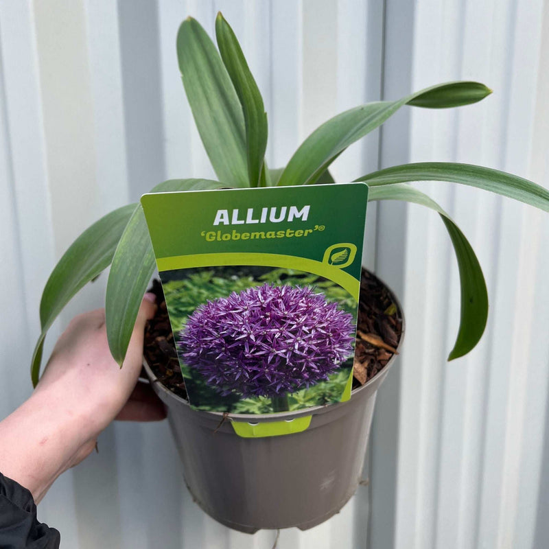 Allium 'Globemaster' 2L
