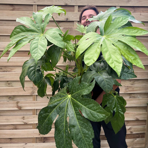 Fatsia japonica 5L 70-80cm
