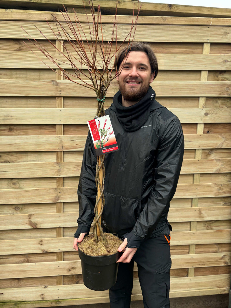 Salix intergra 'Hakuro - Nishiki' Flamingo Dwarf Willow Tree BRAIDED -