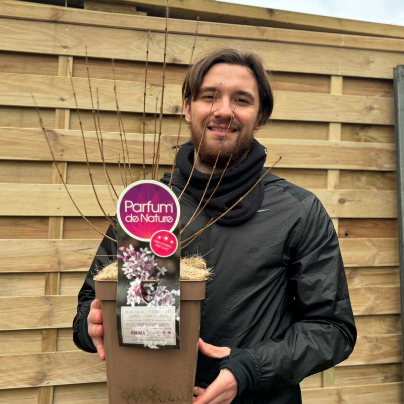 Syringa 'Flowerfesta White' Mini/Dwarf Lilac 4.5L -