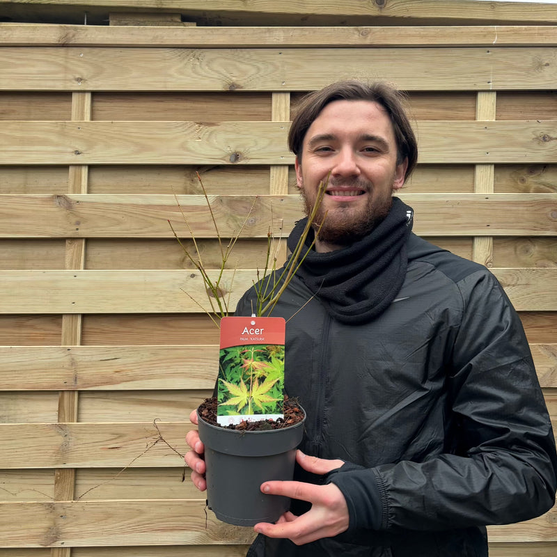 Acer palmatum 'Katsura' 2L -
