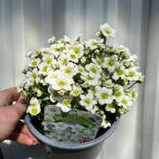 SPECIAL OFFER: Saxifraga - Pixie Mix of 5