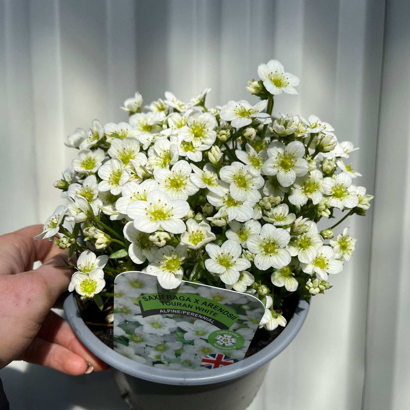 SPECIAL OFFER: Saxifraga - Pixie Mix of 5