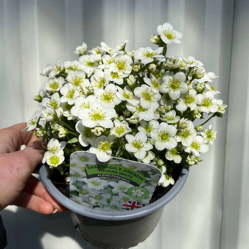 Saxifraga x Arendsii Touran White 1.5L