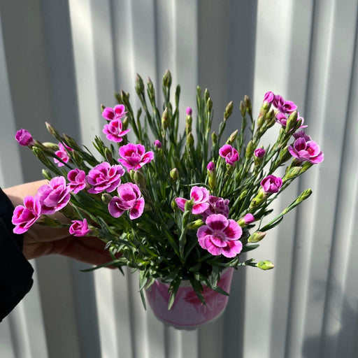 Dianthus Pink Kisses 10cm -