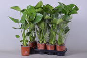 Monstera Deliciosa (Swiss Cheese) (50-60cm) -