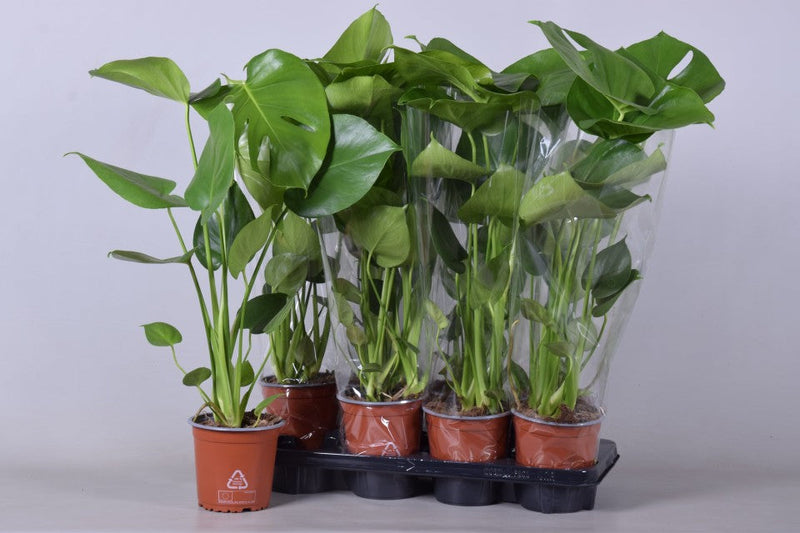 Monstera Deliciosa (Swiss Cheese) (50-60cm) -