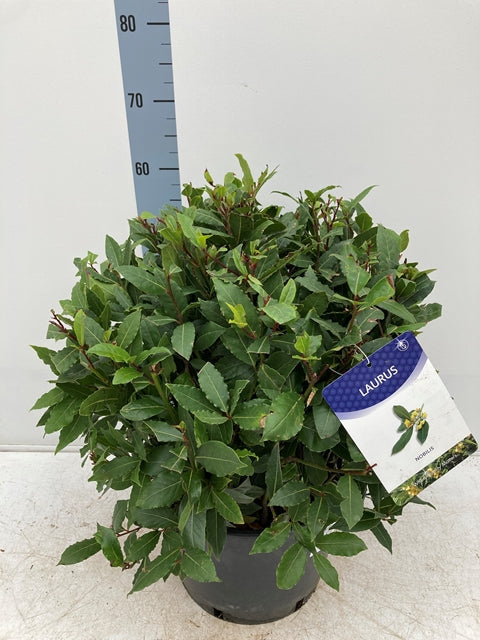 Established Laurus Nobilis Ball (Bay Leaf Ball) 10L / 15L / 24L / 30L -