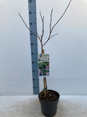 Magnolia stellata Standard Tree | Star Magnolia 90-100cm -
