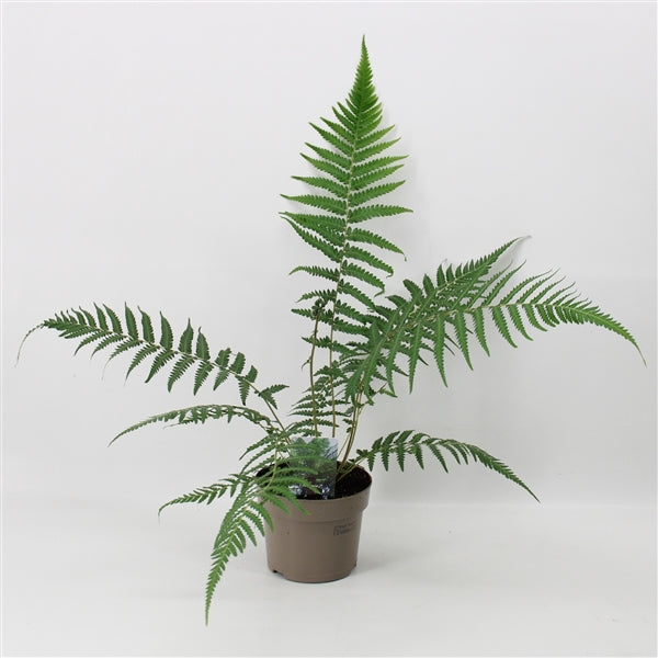Dicksonia antarctica 'Tree Fern' 1/2/5L -