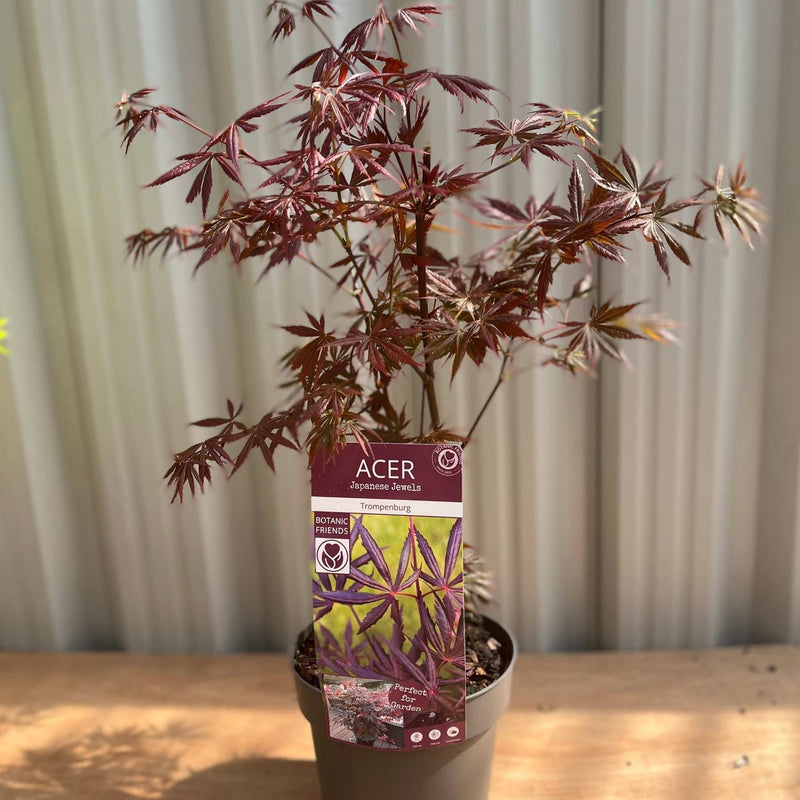 Acer palmatum 'Trompenburg' 3L (80cm) -