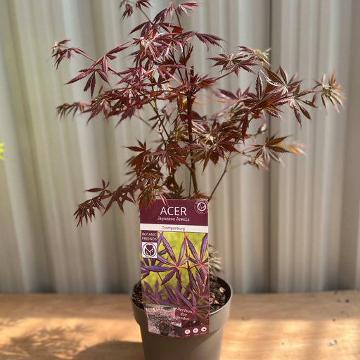 Acer palmatum 'Trompenburg' 3L (80cm) -