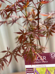 Acer palmatum 'Trompenburg' 3L (80cm) -