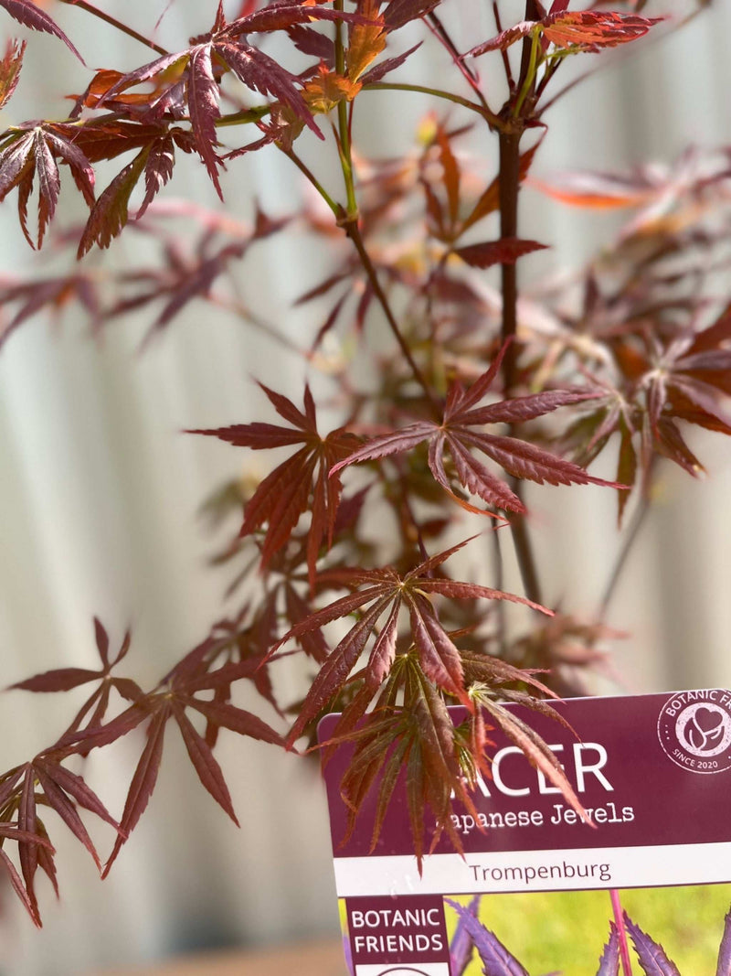 Acer palmatum 'Trompenburg' 3L (80cm) -