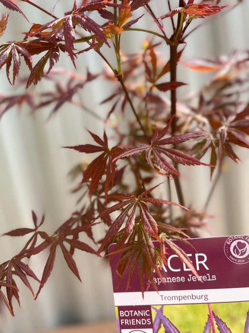Acer palmatum 'Trompenburg' 3L (80cm) -
