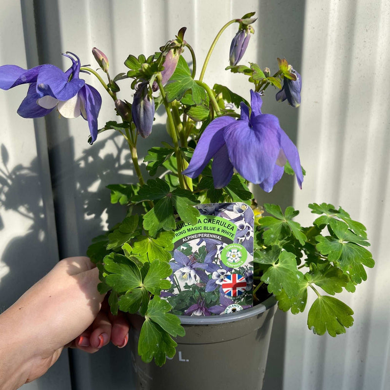 Aquilegia 'Spring Magic Blue' 9cm/1.5L -