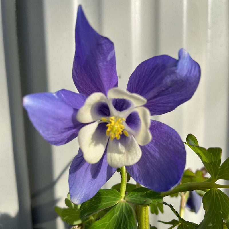 Aquilegia 'Spring Magic Blue' 9cm/1.5L -