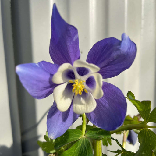 Aquilegia 'Spring Magic Blue' 9cm/1.5L -