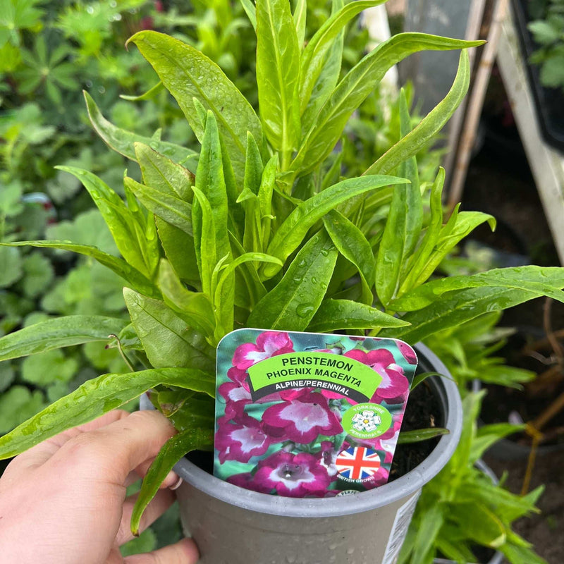 Penstemon ‘Phoenix Magenta’ 1.5L -