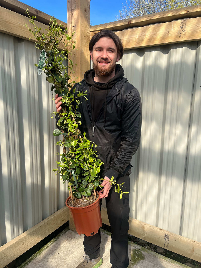 Trachelospermum jasminoides | Evergreen Star Jasmine Cone -