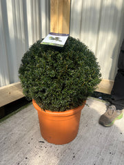 Yew Ball - Taxus Baccata Ball 6L / 7L / 10L / 22L -