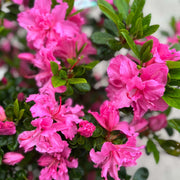 Azalea 'Conny' 1.5L/2L/10L