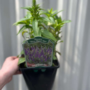 Veronica 'Ulster Dwarf Blue' 2L -