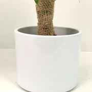 Ficus Natasja Kinky Jute Tree 30-35cm