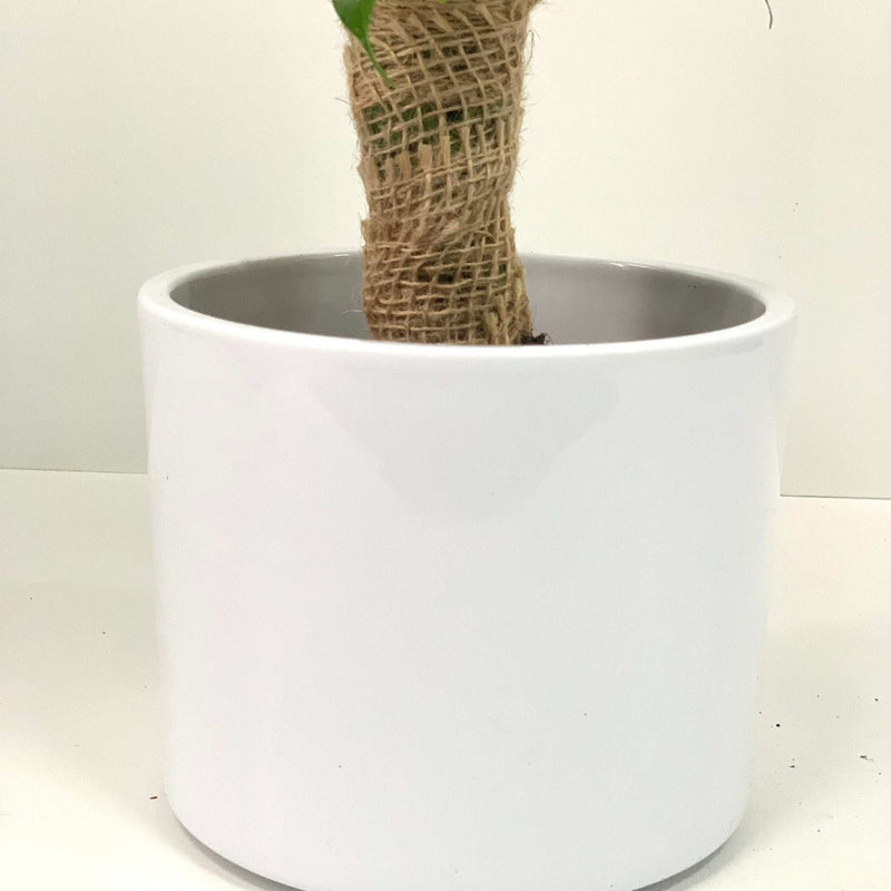 Ficus Natasja Kinky Jute Tree 30-35cm